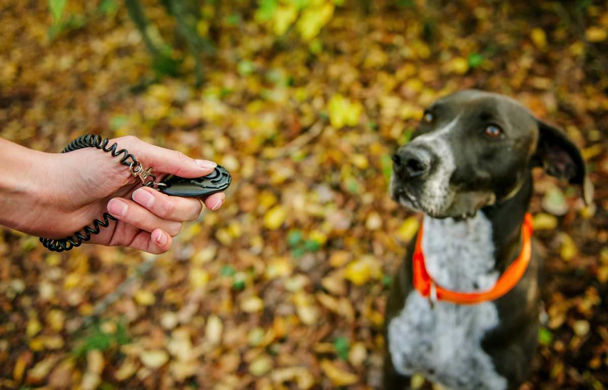 Hund steht aufmerksam im Gras und blickt zu seiner Halterin