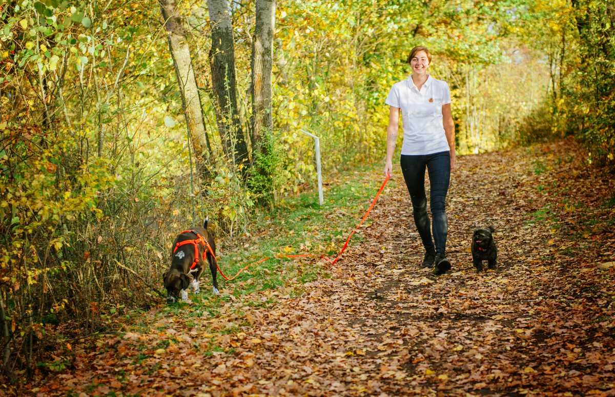 Hand hält eine Leine, ein Hund schaut aufmerksam auf herbstlichem Laub