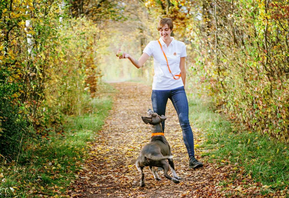 Hand hält ein Leckerli, ein Hund mit orangem Halsband schaut erwartungsvoll