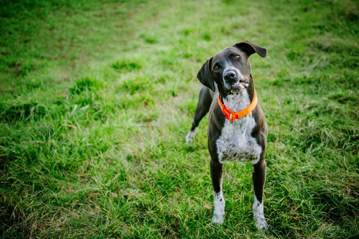 Aufmerksamer Hund steht auf einer Wiese und blickt in die Kamera